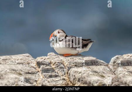 Puffin am Rand einer Klippe mit einem Schnabel voller Sandaale, im Sommer aus der Nähe Stockfoto