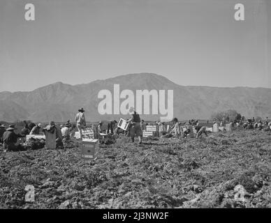 Karottenabzieher aus Texas, Oklahoma, Missouri, Arkansas und Mexiko. Coachella Valley, Kalifornien. Stockfoto