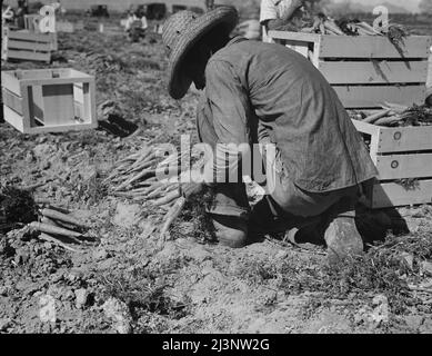 Einer der hundert Karottenabzieher in diesem Feld im Coachella Valley, Kalifornien. Stockfoto