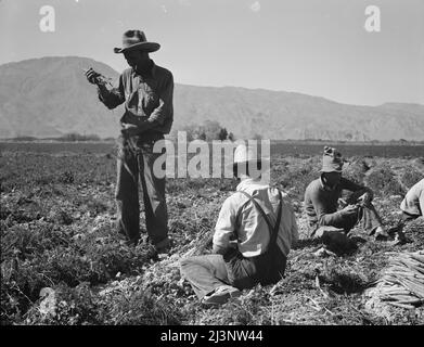 Einige der Karottenabzieher im Coachella Valley. Es gibt einhundert Menschen in diesem Bereich, die aus Mexiko, Texas, Oklahoma, Arkansas und Missouri kommen. Kalifornien. Stockfoto