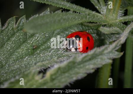 Ein Marienkäfer mit sieben Flecken (Coccinella septempunctata), der ruhig in der Mitte eines Nesselblattes sitzt Stockfoto