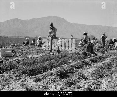 Coachella Valley, Kalifornien. Karottenabzieher aus Texas, Oklahoma, Arkansas, Missouri und Mexiko. „Wir kommen aus allen Staaten, und wir können in diesem Bereich heute keinen Dollar pro Tag machen. Wir arbeiten von sieben Uhr morgens bis zwölf Uhr mittags und verdienen im Durchschnitt fünfunddreißig Cent.“ Stockfoto