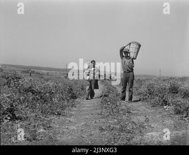 Dürreflüchtlinge aus Oklahoma bei der Arbeit in den Erbsen in der Nähe von Nipomo, Kalifornien. Stockfoto