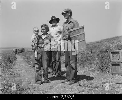 Dürreflüchtlinge aus Oklahoma bei der Arbeit in den Erbsen in der Nähe von Nipomo, Kalifornien. Stockfoto