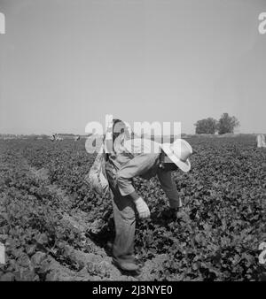 Mexikanische Pflücken von Cantaloupes im Imperial Valley, Kalifornien. Das sind hochqualifizierte Arbeitskräfte. Stockfoto