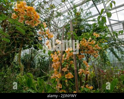 Schöner üppig grüner botanischer Garten mit blühender Azalee im National Botanical Garden, Vácrátót, Ungarn Stockfoto