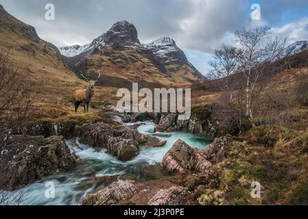 Zusammengesetztes Bild des Rothirschhirsches in Glencoe in den schottischen Highlands im Winter mit dem Fluss Coe im Vordergrund Stockfoto