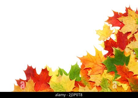 Schöne Herbstblätter in Weiß isoliert Stockfoto