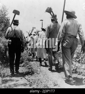 Diese Baumwollhacken arbeiten von 6 bis 7 Uhr für einen Dollar in der Nähe von Clarksdale, Mississippi. Stockfoto