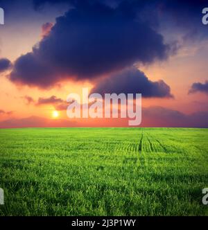 Schöner Sonnenuntergang über Feld mit grünem Gras Stockfoto