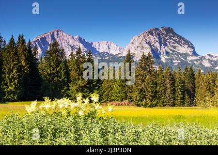 Herrliche Aussicht auf die Berge im Nationalpark Durmitor in Montenegro, Europa. Beauty-Welt. Stockfoto