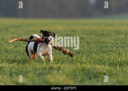 Kleinen Niedlichen Happy Size wahnsinn Jack Russell Terrier Hund trägt eine große Niederlassung auf der grünen Wiese Stockfoto