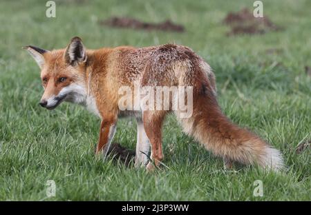 09. April 2022, Thüringen, Gera: Auf einer Wiese am Biermannplatz im Stadtteil Untermhaus steht ein Fuchs. Foto: Bodo Schackow/dpa Stockfoto