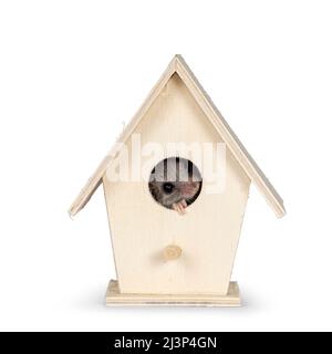 Niedliche kleine afrikanische Siebenschläfer alias Graphiurus murinus, die in einem kleinen hölzernen Vogelhaus sitzt. Blick auf die Kamera. Isoliert auf weißem Hintergrund. Stockfoto