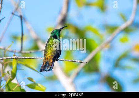 Männlicher Mango-Kolibri mit Grünkehlen, Anthracothorax viridigula, im Sonnenlicht sitzend und auf die Kamera zurückblickend. Stockfoto