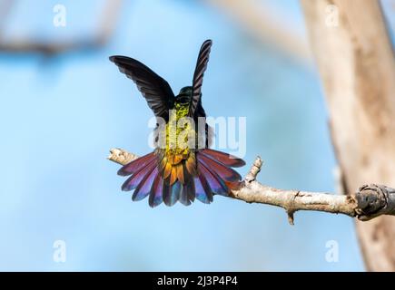 Männchen Grünkehliger Mango-Kolibri, Anthracothorax viridigula, streckt sich mit seinem rosa Schwanz, der ausgefackelt ist und die Flügel ausgebreitet sind. Stockfoto