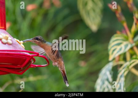 Der Rotbrustkolibri Glaucis hirsutus, der sich in einem tropischen Garten, umgeben von üppigem Laub, von einem Vogelfutterhäuschen ernährt. Stockfoto