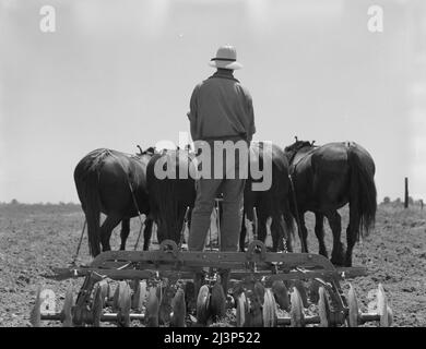 Scheibe, die in Maisfeldern in Kalifornien verwendet wird. Es wird von sieben Pferden gezogen. Tulare County, Kalifornien. Stockfoto