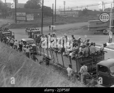 Baumwolle wird in Memphis, Tennessee, für die tägliche Arbeit in Arkansas geladen. Stockfoto