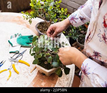 Junger Mann kümmert sich mit Ihren Werkzeugen um Bonsai im Garten Stockfoto