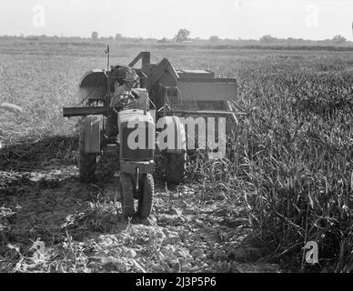 24 Kunden der Farm Security Administration (FSA) im Rahmen des Programms zur ländlichen Rehabilitation haben gemeinsam einen Allerntemaschinen gekauft und betrieben. Die Maschine wurde am 7. Juni 1938 in Betrieb genommen. Hat bis heute (Nov 3, 1938) auf sechzig Erntearbeiten in Weizen, Gerste, Sojabohnen und milo-Mais serviert. Tulare County, Kalifornien. Stockfoto