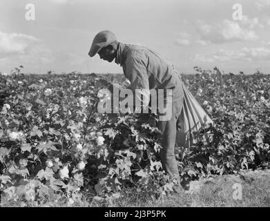 Wanderarbeiter beim Baumwollpflücken im San Joaquin Valley, Kalifornien. Diese Baumwollpflücker werden fünfundsiebzig Cent pro hundert Pfund bezahlt. Streikende, die sich im Rahmen der Gewerkschaft des Kongresses der Industrieorganisationen (CIO) organisieren, fordern einen Dollar. Ein guter männlicher Pflücker, in guter Baumwolle, kann bei günstigen Wetterbedingungen etwa zweihundert Pfund in der täglichen Arbeit pflücken. Stockfoto