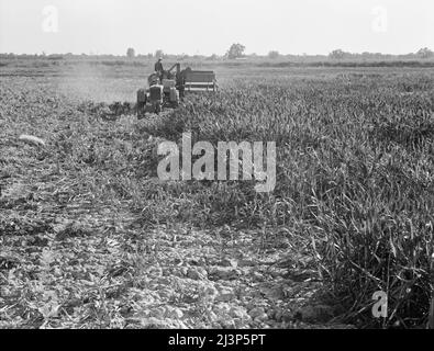 24 Kunden der Farm Security Administration (FSA) im Rahmen des Programms zur ländlichen Rehabilitation haben gemeinsam einen Allerntemaschinen gekauft und betrieben. Die Maschine wurde am 7. Juni 1938 in Betrieb genommen. Hat bis heute (Nov 3, 1938) auf sechzig Erntearbeiten in Weizen, Gerste, Sojabohnen und milo-Mais serviert. Tulare County, Kalifornien. Stockfoto