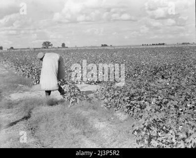 Wanderarbeiter beim Baumwollpflücken im San Joaquin Valley, Kalifornien. Diese Baumwollpflücker werden fünfundsiebzig Cent pro hundert Pfund bezahlt. Streikende, die sich im Rahmen der Gewerkschaft des Kongresses der Industrieorganisationen (CIO) organisieren, fordern einen Dollar. Ein guter männlicher Pflücker, in guter Baumwolle, kann bei günstigen Wetterbedingungen etwa zweihundert Pfund in der täglichen Arbeit pflücken. Stockfoto