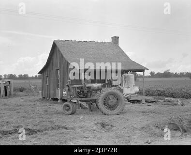 Traktoren mit Luftreifen ersetzen Maultiere auf den Delta-Plantagen. Arkansas. Stockfoto