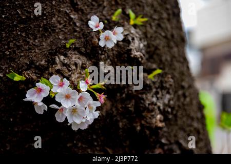 Kirschblüte im Park wolkiger Tag aus der Nähe Stockfoto