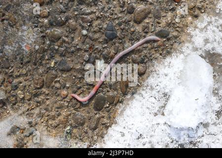 Regenwurm nach dem Regen kroch auf den Asphalt. Stockfoto