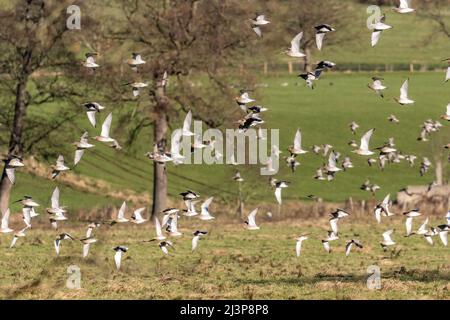 Große Gruppe von Curlews (Numenius arquata), die über Felder im Landesinneren, Otley, West Yorkshire, England, Großbritannien, fliegen Stockfoto