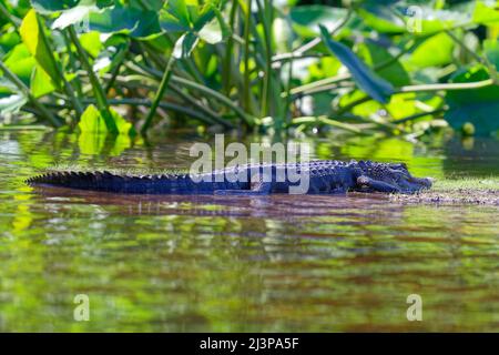 Jugendlicher amerikanischer Alligator, ruhend am Wasserrand, Reste von gelben Bändern, klein, Schwanzbewegung, Tierwelt, Reptil, Alligator mississipiensis, natu Stockfoto
