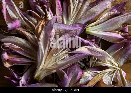 Sterbende Lilienblüten Stockfoto