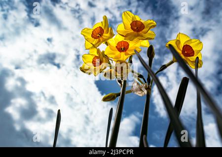 Low-Angle-Bild von Narzissen gegen einen bewölkten Himmel Stockfoto