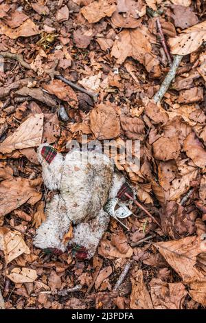 Kinderspielzeugbär enthauptet und im Wald verlassen Stockfoto