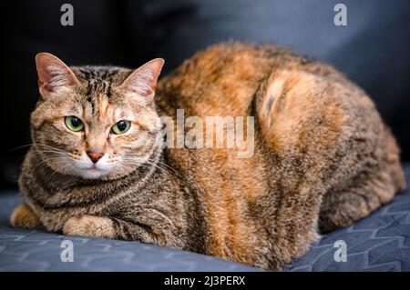 Eine fette Katze sitzt auf dem Sofa und entspannt sich Stockfoto