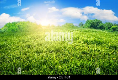 Grünes Gras im Feld, natürliche Landschaft Hintergrund bei Sonnenaufgang Stockfoto