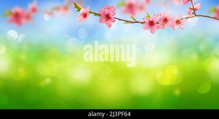 Frühlingshintergrund mit rosa Kirschblütenzweigen Stockfoto