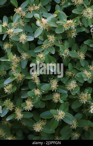 Nach der Blüte blüht der gelbe Buxus. Blühendes Buchsbaum. Buxus sempervirens. Stockfoto