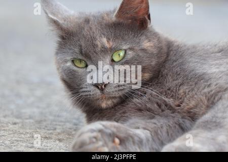 Liegende graue Katze mit grünen Augen, die nach vorne schaut Stockfoto