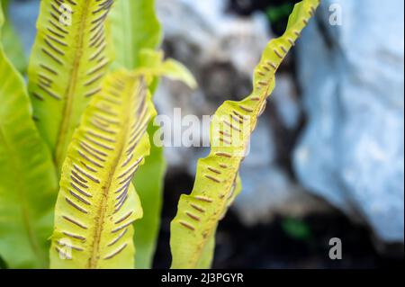 Sporangie auf Farn. Sporanges-Gruppen auf Farnblättern. Reproduktion von Polypodiopsida oder Polypodiophyta. Schönheit in der Natur. Stockfoto
