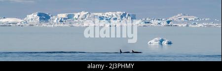 Antarktis, Weddellmeer, Gustav Channel. Killerwale aka Orca (Orcinus Orca) mit Eisbergen in der Ferne. Stockfoto