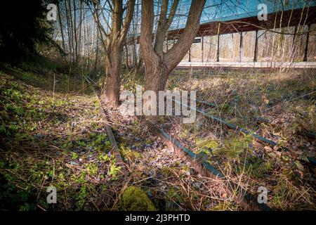 Baumstämme wachsen in einer stillliegenden Eisenbahnstrecke Stockfoto