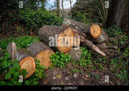 Der Stapel der Sägeblogen im Wald mit den Brennesseln und dem Efeu. Eine Szene der menschlichen Beteiligung an der natürlichen Umwelt. Stockfoto