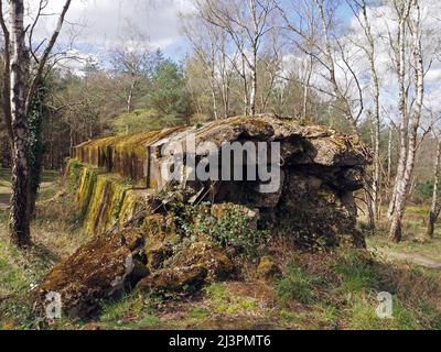 Die Atlantikmauer eine WW2 trainingsstarke Verteidigungsmauer in Hankley Common, Thursley, Surrey, England, Großbritannien. Stockfoto