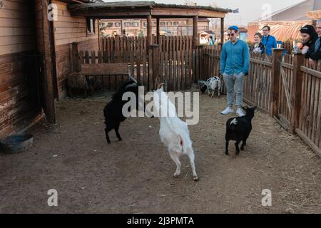 Vyshgorod, Ukraine - 9. April 2018: Junge Ziegen kämpfen im Zoo. Stockfoto