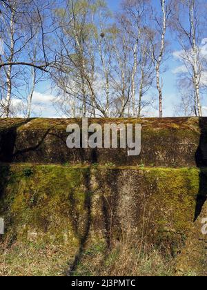 Die Atlantikmauer eine WW2 trainingsstarke Verteidigungsmauer in Hankley Common, Thursley, Surrey, England, Großbritannien. Stockfoto