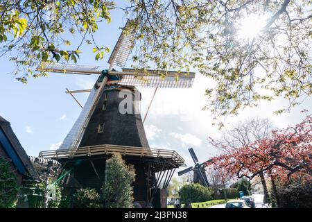 Weesp, Niederlande. 09 april 2022. Benachbarte Windmühlen 'de Vriendschap' und 'de Eendragt' entlang des Utrechtseweg rotieren gleichzeitig während eines Rekordversuchs der freiwilligen Millers Guild, alle niederländischen rotierenden Wind- und Wasserturbinen in den Niederlanden zwischen 11:00 und 12:00 Uhr gleichzeitig betreiben zu lassen. Mehr als 800 Mühlen nahmen daran Teil, darunter 29 Mühlen im Ausland. Kredit: Steppeland/Alamy Live Nachrichten Stockfoto