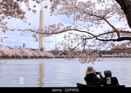 Ein Paar fotografiert die Kirschblüten von Washington DC in der höchsten Blüte rund um das Tidal Basin mit dem Washington Monument im Hintergrund. Stockfoto